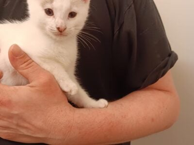 2 12 week old female kittens looking for homes!