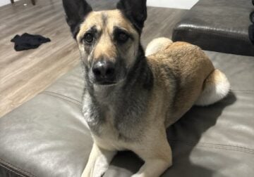 Belgian malinois (FREE)