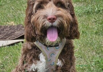 Springer Doodle puppy trained