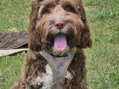 Springer Doodle puppy trained