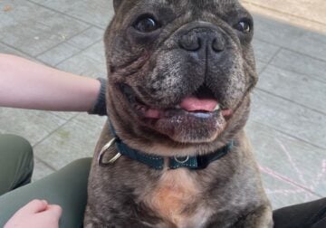Chocolate Merle French Bulldog M