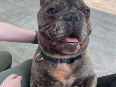 Chocolate Merle French Bulldog M