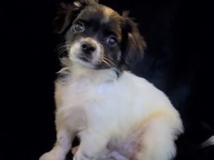 Charlie – Sweet ShiChi Male Puppy