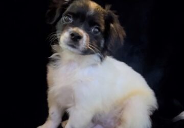 Charlie – Sweet ShiChi Male Puppy