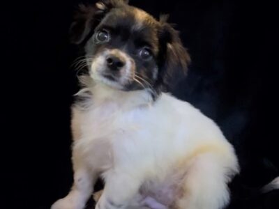 Charlie – Sweet ShiChi Male Puppy