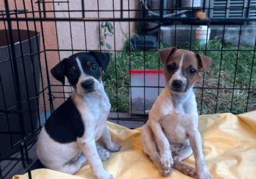 Terrier puppies