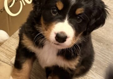 5 Female Bernese Mountain Dog Puppies
