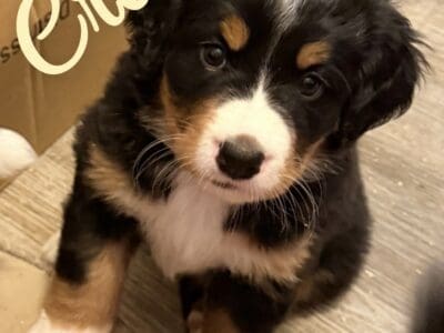5 Female Bernese Mountain Dog Puppies