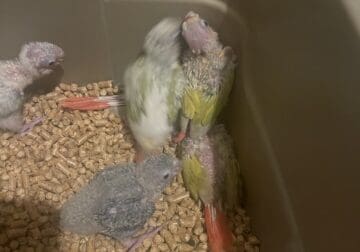 Hand feeding greencheeks