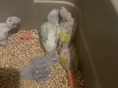 Hand feeding greencheeks