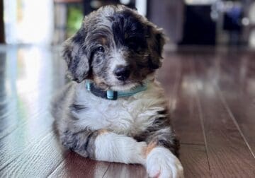 tricolor merle male bernedoodle