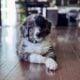 tricolor merle male bernedoodle