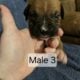 AKC Boxer Puppies for sale
