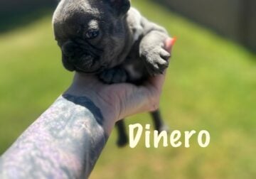 French bulldog Puppies for rehoming 7/9 Akc cert