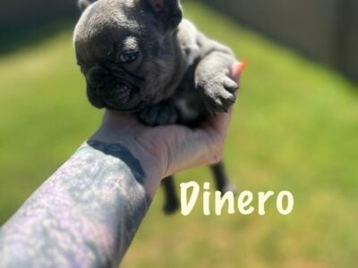 French bulldog Puppies for rehoming 7/9 Akc cert