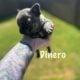 French bulldog Puppies for rehoming 7/9 Akc cert