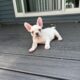 AKC Frenchie Male – Columbus, OH