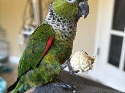 Black capped and pineapple conure