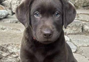 Female Choc Lab Puppy – 8 weeks old