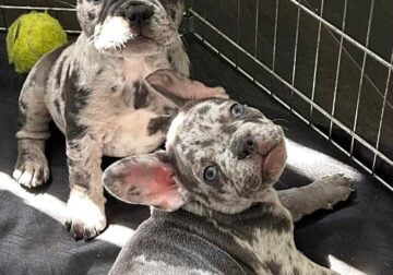 French bulldog pup