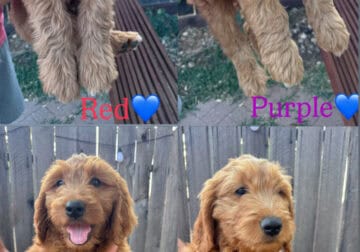 Golden doodle