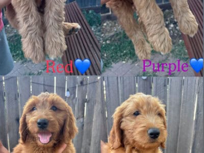 Golden doodle