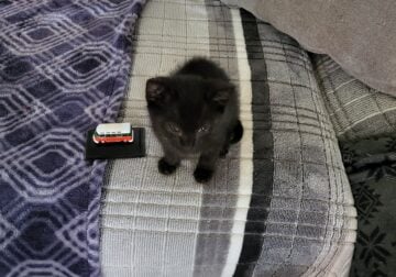 Free male Kitten Black Long Hair