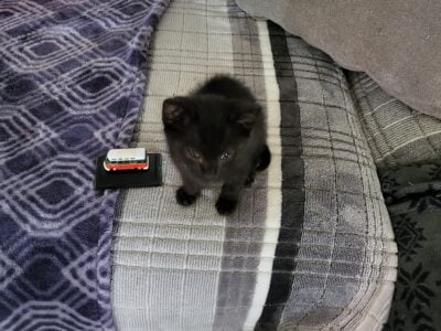 Free male Kitten Black Long Hair