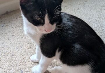 Free Kittens!