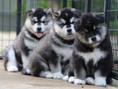 Alaskan malamute puppies