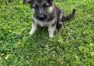 German Shepherd puppies
