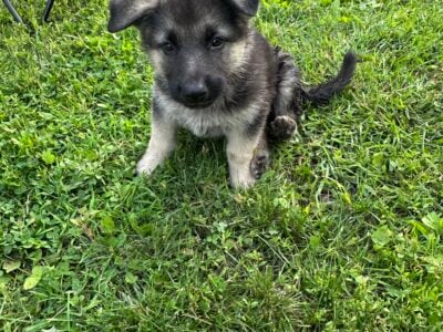 German Shepherd puppies