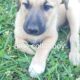 Purebred Anatolian puppies