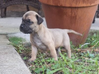 Presa Canario Puppies