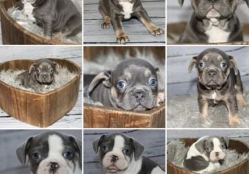 🐾 Irresistible Frenchie Babies Looking for Their