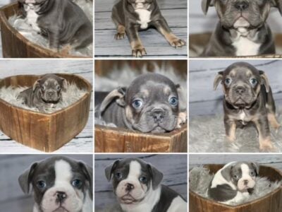 🐾 Irresistible Frenchie Babies Looking for Their