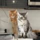 Maine coon kittens