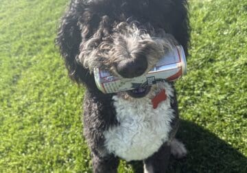 Bernie Doodle Puppy – Great Dog – Bodie