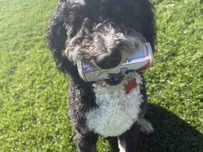 Bernie Doodle Puppy – Great Dog – Bodie