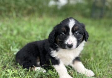 Miniature Australian Shepherds