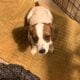 Cookie (beagle and jack russel terrier mix)