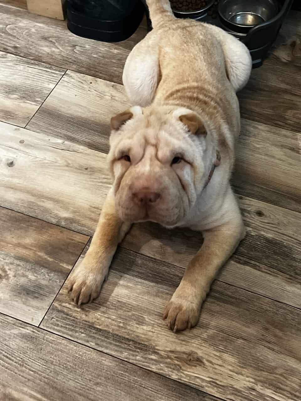 Shar Pei Sisters | PetClassifieds.com