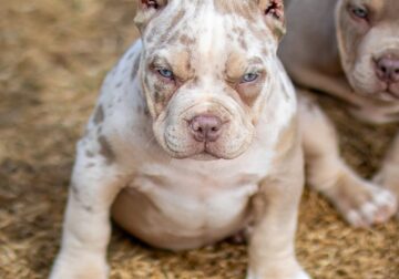 STANDARD/CLASSIC AMERICAN BULLY PUPPIES!!!!