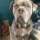 American Bully xl