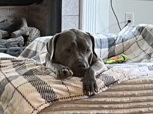 Moe- 7 year old dog who’s an absolute LOVE