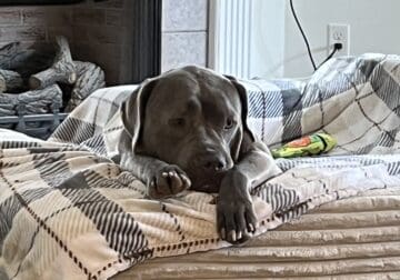 Moe- 7 year old dog who’s an absolute LOVE