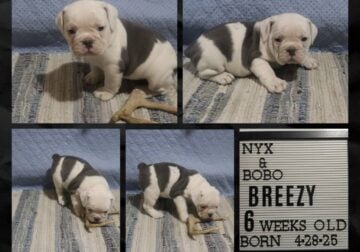 Breezy Female IOEBA Olde English Bulldogge