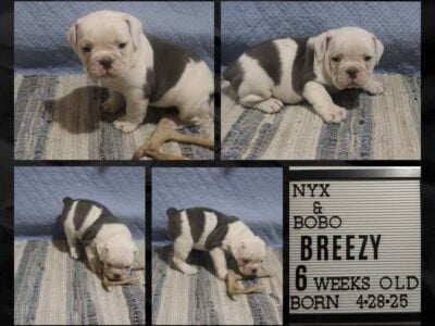 Breezy Female IOEBA Olde English Bulldogge