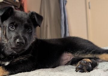 Purple the Puppy