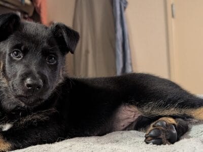 Purple the Puppy